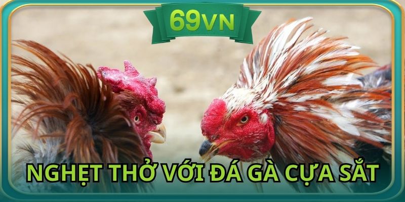 Đá gà cựa sắt có sức hấp dẫn riêng biệt