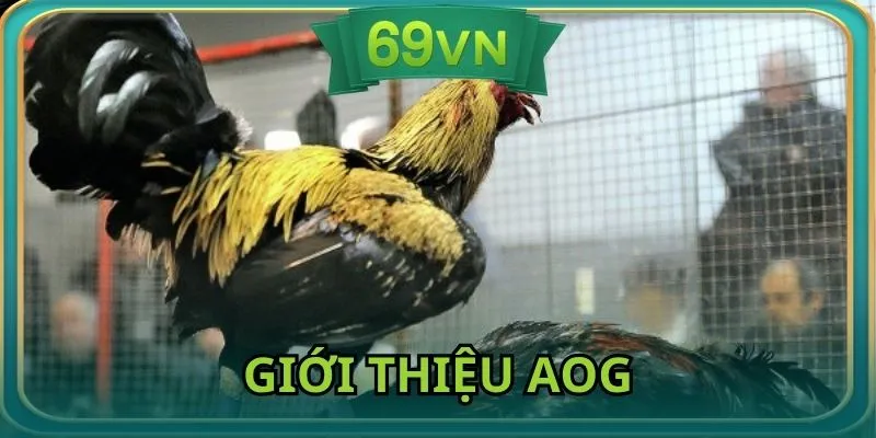 Giới thiệu thông tin về sân chơi trực tuyến AOG 