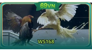 Ws168
