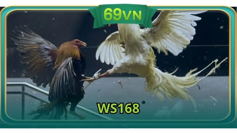 Ws168